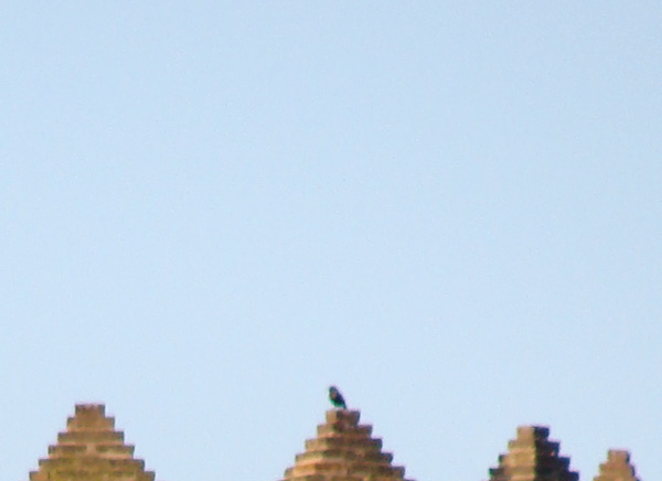 Pajarito en una de las almenas del Palacio de La Aljafería en Zaragoza