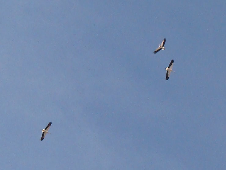 Cigüeñas sobre el centro de Zaragoza