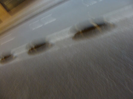 cucosbicis.jpg