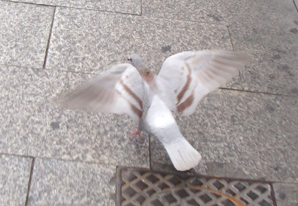 Paloma en al Coso de Zaragoza iniciando el despegue