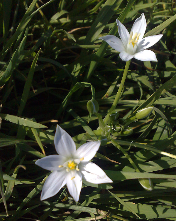 flores1.jpg