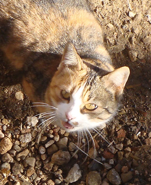 Gato