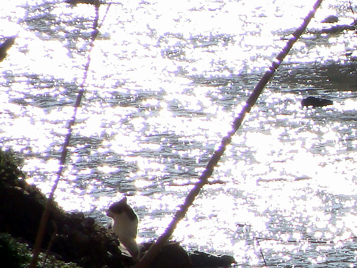 Gatito en la orilla del río Huerva en Zaragoza