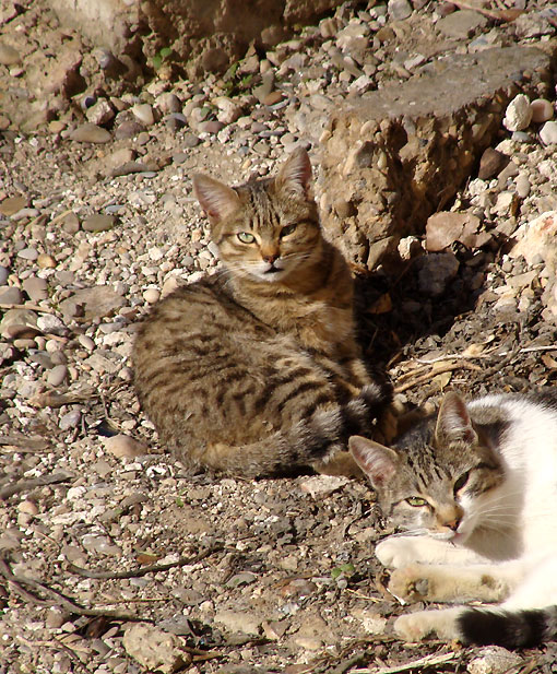 Gatos de las orillas del río Huerva en Zaragoza