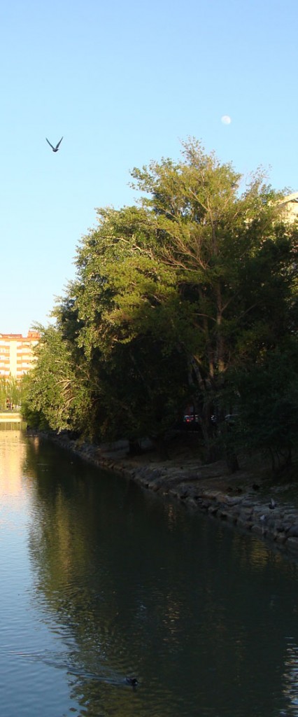 paloma-luna-pato-canal