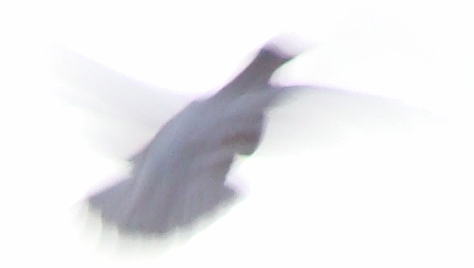 Paloma volando