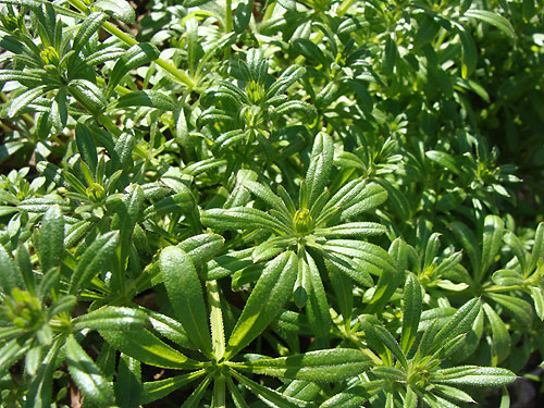 Plantas en la orilla del Huerva en Zaragoza