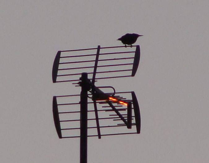Tordo o estornino en una antena