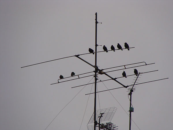 Estorninos en la antena