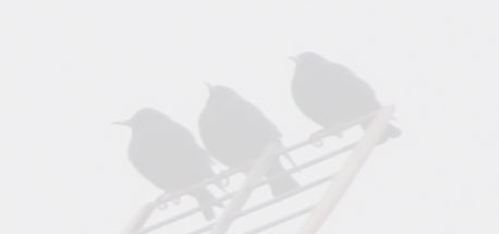 Tres tordos en una antena